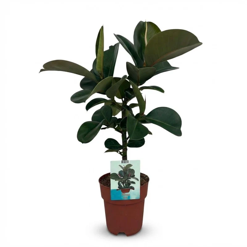Gummibaum kaufen | Ficus Elastica Cloe – Topf Ø 19 cm, Höhe 65 cm