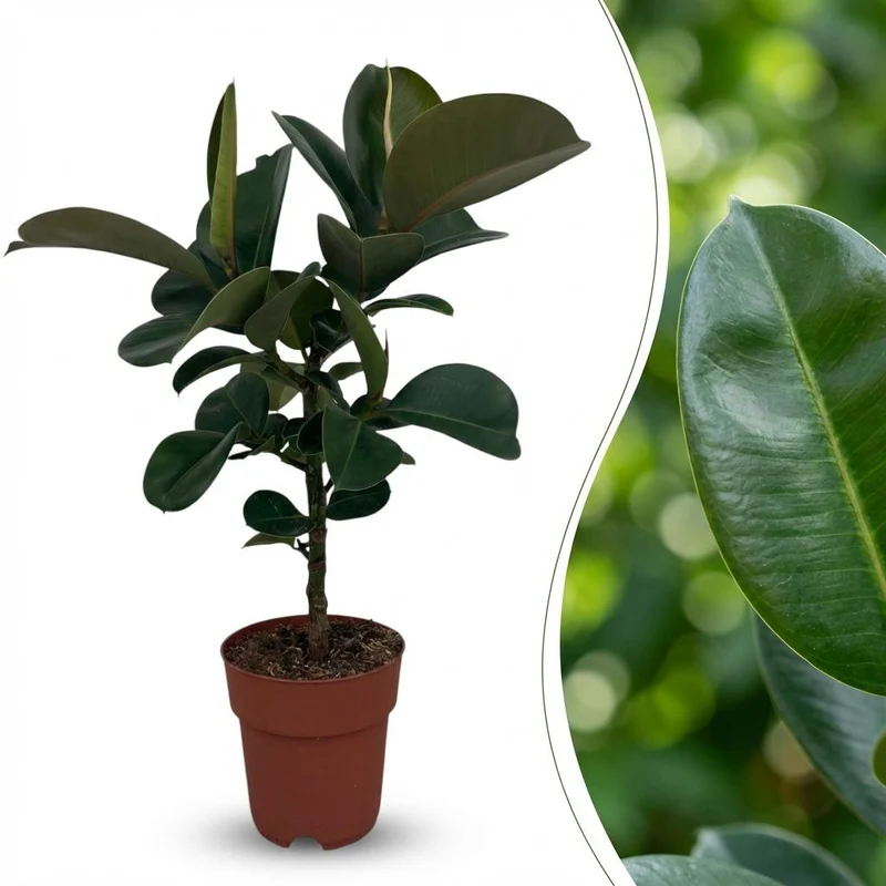 Gummibaum kaufen | Ficus Elastica Cloe – Topf Ø 19 cm, Höhe 65 cm