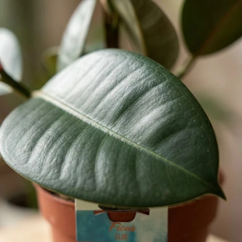 Gummibaum kaufen | Ficus Elastica Cloe – Topf Ø 19 cm, Höhe 65 cm