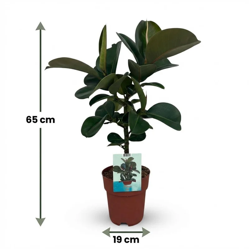 Gummibaum kaufen | Ficus Elastica Cloe – Topf Ø 19 cm, Höhe 65 cm