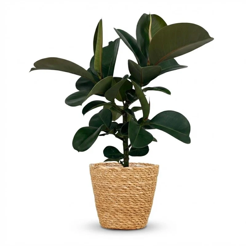 Gummibaum kaufen | Ficus Elastica Cloe – Topf Ø 19 cm, Höhe 65 cm
