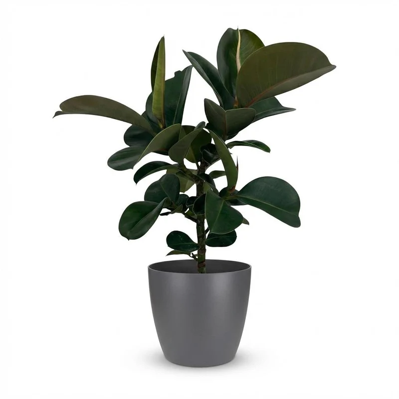 Gummibaum kaufen | Ficus Elastica Cloe – Topf Ø 19 cm, Höhe 65 cm