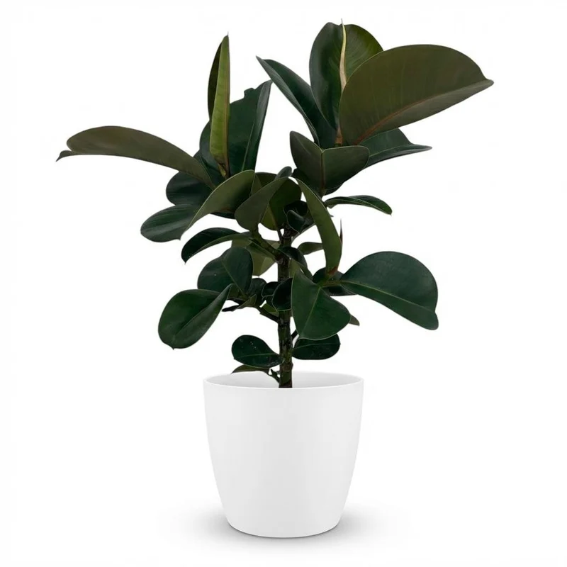 Gummibaum kaufen | Ficus Elastica Cloe – Topf Ø 19 cm, Höhe 65 cm