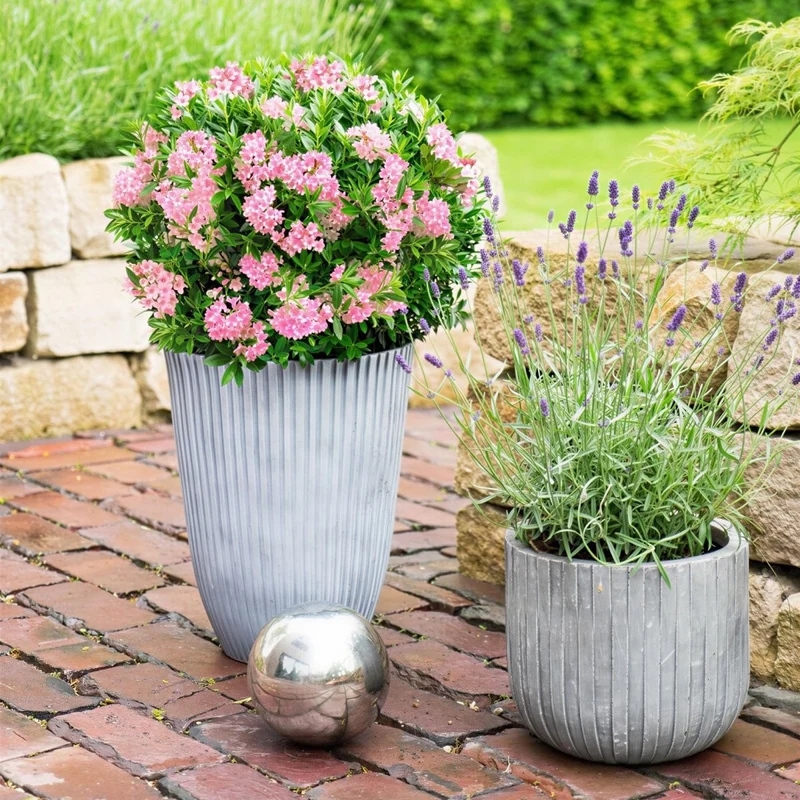 Rhododendron Bloombux Magenta kaufen | Topf Ø 17 cm, Höhe 30–40 cm