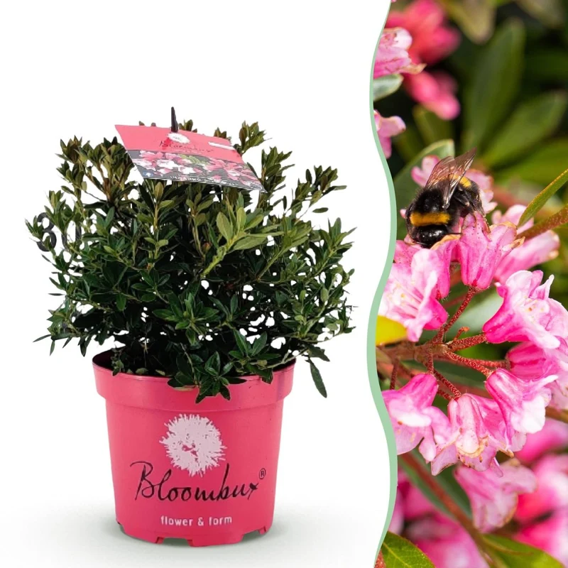 Rhododendron Bloombux Magenta kaufen | Topf Ø 17 cm, Höhe 30–40 cm