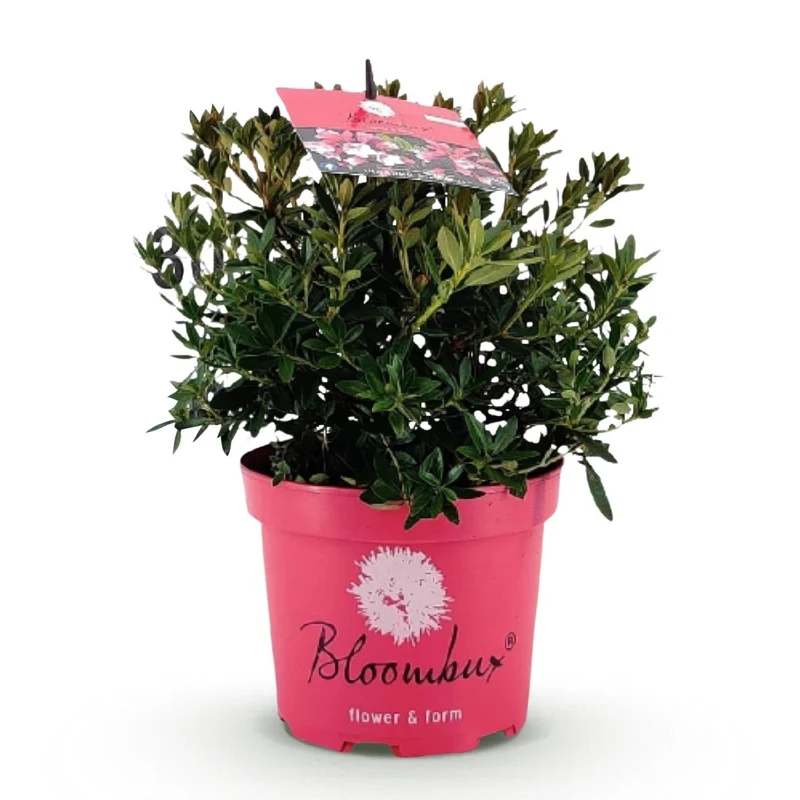 Rhododendron Bloombux Magenta kaufen | Topf Ø 17 cm, Höhe 30–40 cm