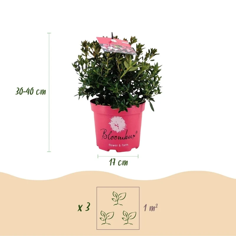 Rhododendron Bloombux Magenta kaufen | Topf Ø 17 cm, Höhe 30–40 cm
