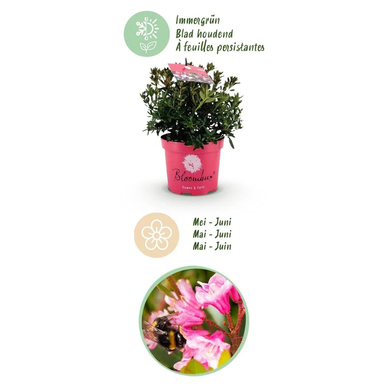 Rhododendron Bloombux Magenta kaufen | Topf Ø 17 cm, Höhe 30–40 cm