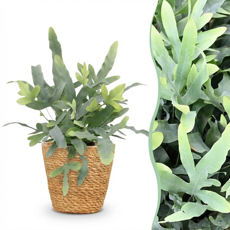 Blaufarn kaufen | Phlebodium Blue Star – Topf Ø 12 cm