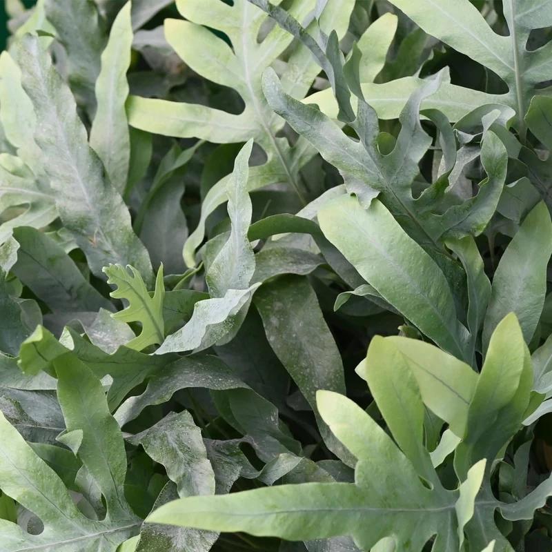 Blaufarn kaufen | Phlebodium Blue Star – Topf Ø 12 cm