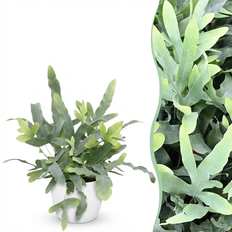 Blaufarn kaufen | Phlebodium Blue Star – Topf Ø 12 cm