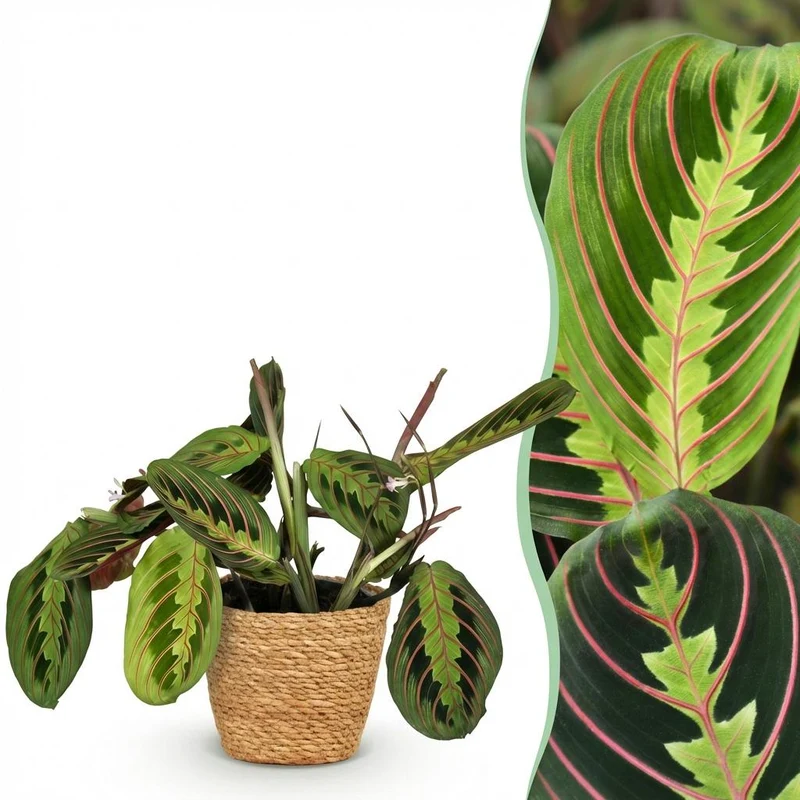 Maranta Tricolour kaufen | Gebetspflanze – Topf Ø 12 cm