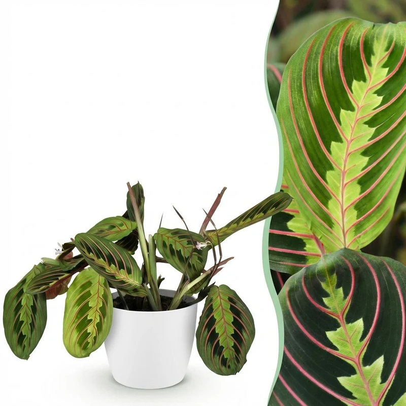 Maranta Tricolour kaufen | Gebetspflanze – Topf Ø 12 cm