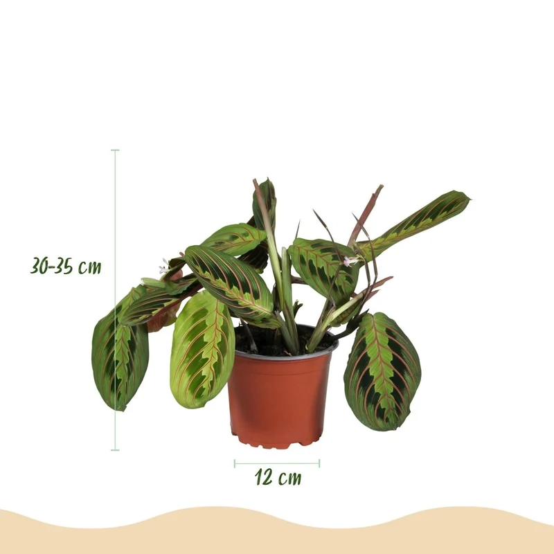 Maranta Tricolour kaufen | Gebetspflanze – Topf Ø 12 cm