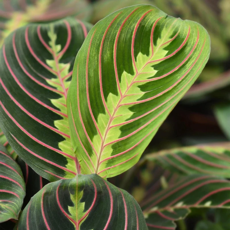 Maranta Tricolour kaufen | Gebetspflanze – Topf Ø 12 cm