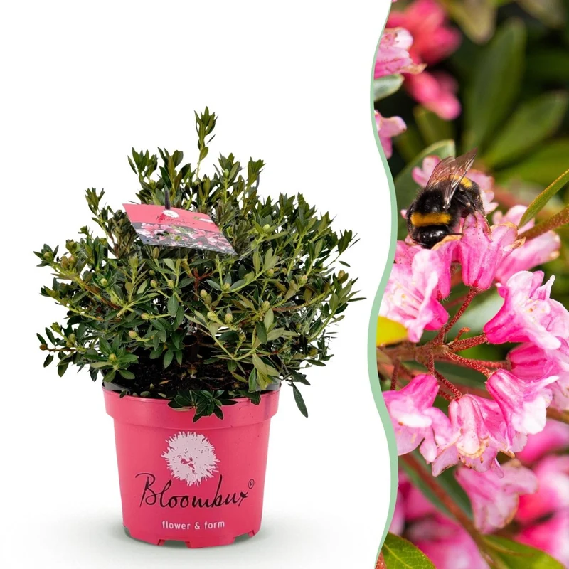 Rhododendron Bloombux Magenta kaufen | Topf Ø 23 cm, Höhe 45–55 cm