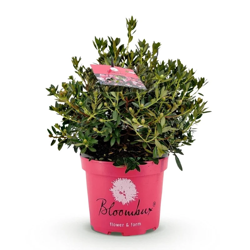 Rhododendron Bloombux Magenta kaufen | Topf Ø 23 cm, Höhe 45–55 cm