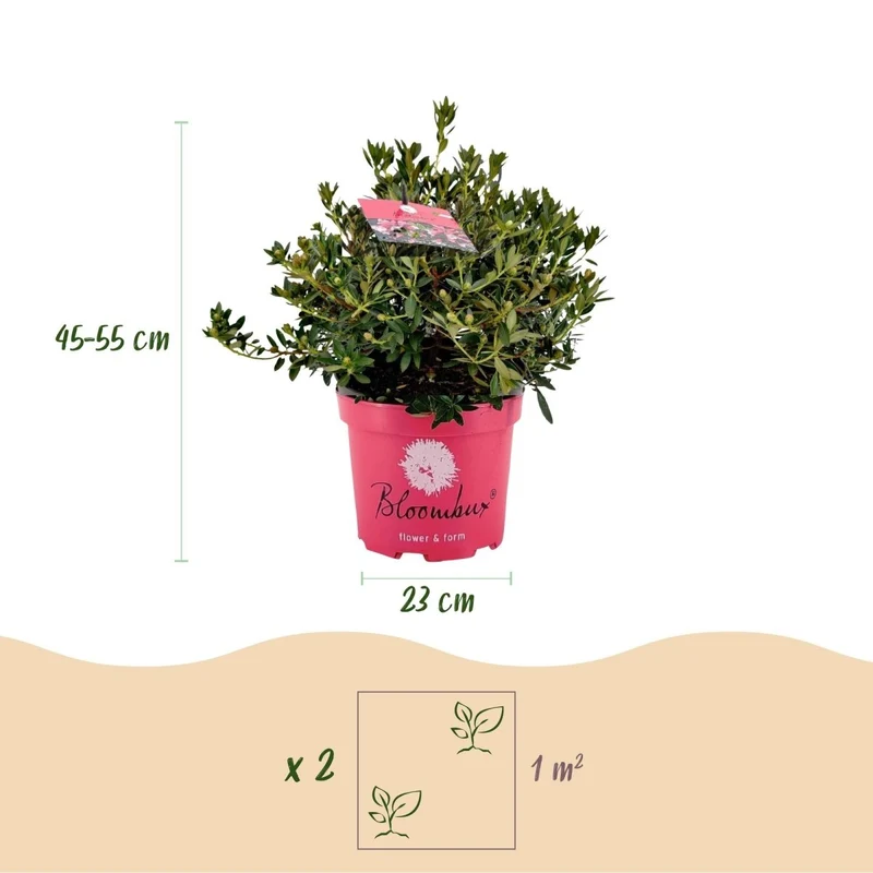 Rhododendron Bloombux Magenta kaufen | Topf Ø 23 cm, Höhe 45–55 cm