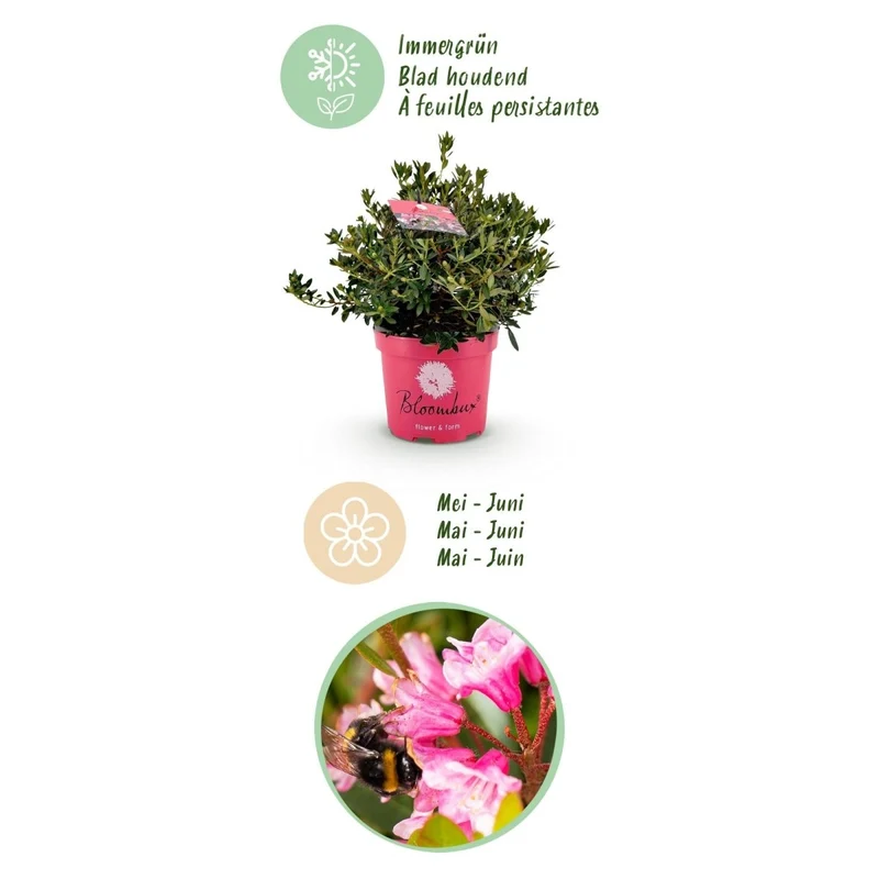 Rhododendron Bloombux Magenta kaufen | Topf Ø 23 cm, Höhe 45–55 cm