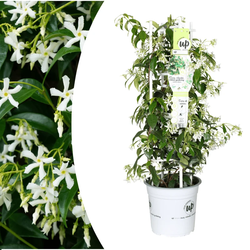 Sternjasmin kaufen | Trachelospermum jasminoides 'Star of Venice' – Topf Ø 23 cm