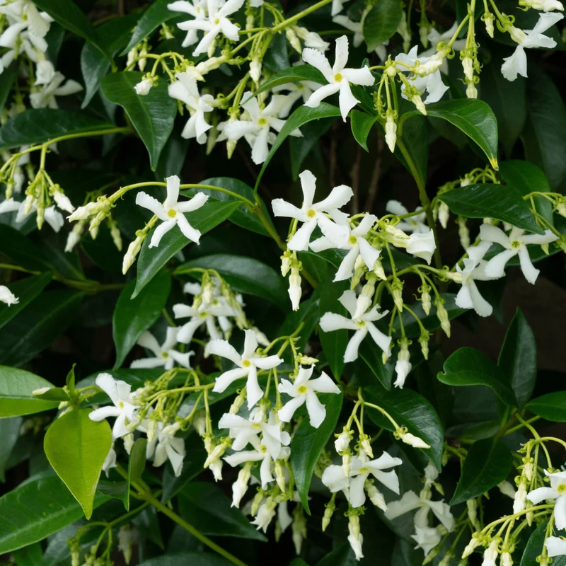 Sternjasmin kaufen | Trachelospermum jasminoides 'Star of Venice' – Topf Ø 23 cm