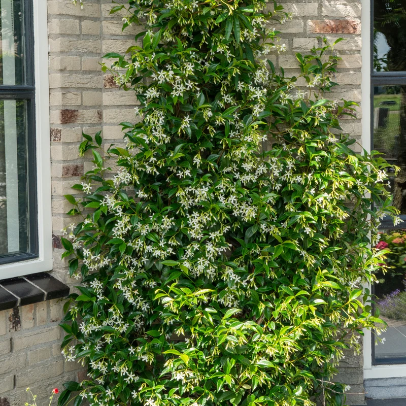 Sternjasmin kaufen | Trachelospermum jasminoides 'Star of Venice' – Topf Ø 23 cm