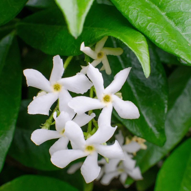 Sternjasmin kaufen | Trachelospermum jasminoides 'Star of Venice' – Topf Ø 23 cm
