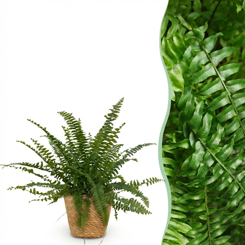 Schwertfarn kaufen | Nephrolepis Green Lady – Topf Ø 12 cm