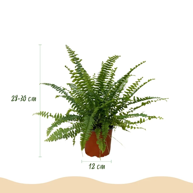 Schwertfarn kaufen | Nephrolepis Green Lady – Topf Ø 12 cm