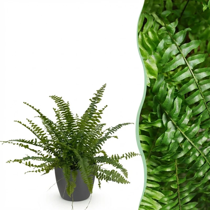 Schwertfarn kaufen | Nephrolepis Green Lady – Topf Ø 12 cm