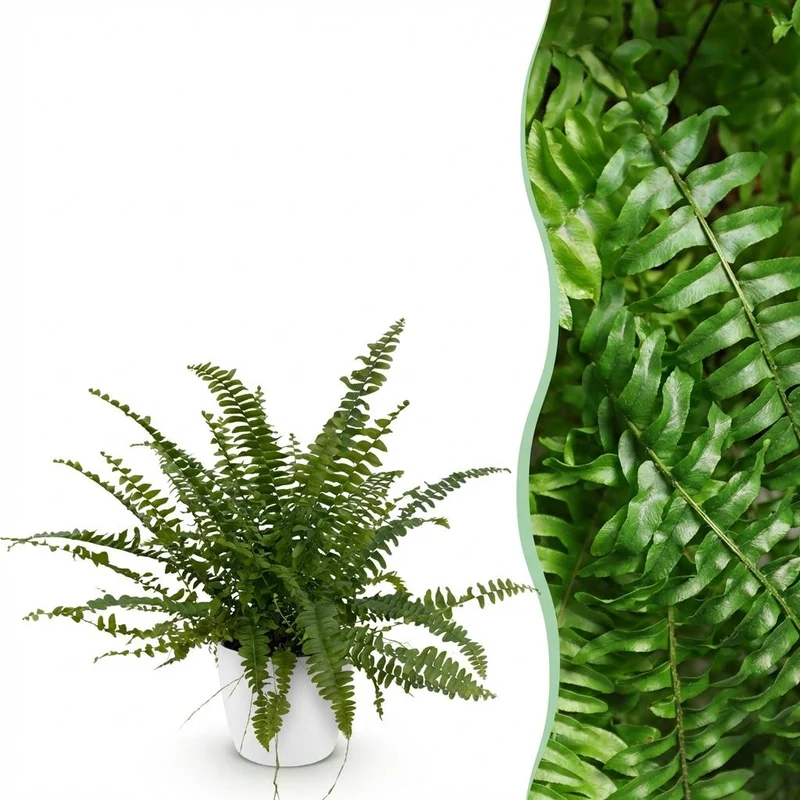 Schwertfarn kaufen | Nephrolepis Green Lady – Topf Ø 12 cm