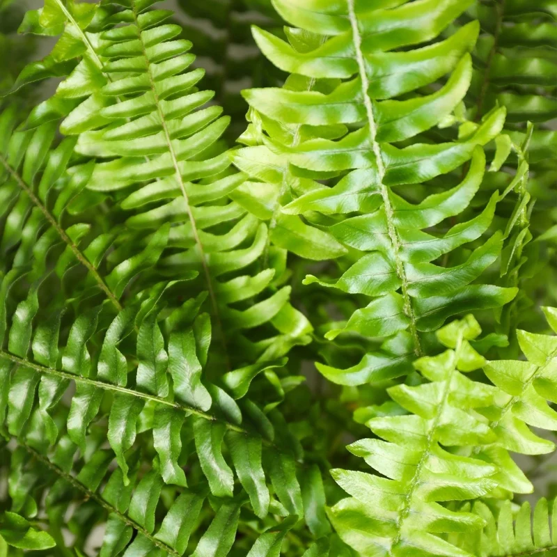 Schwertfarn kaufen | Nephrolepis Green Lady – Topf Ø 12 cm