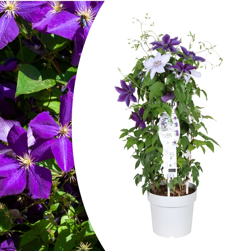 Clematis Double Up kaufen | Masa + Bernadine – Topf Ø 23 cm