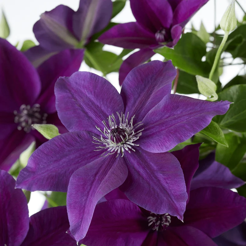 Clematis Double Up kaufen | Masa + Bernadine – Topf Ø 23 cm