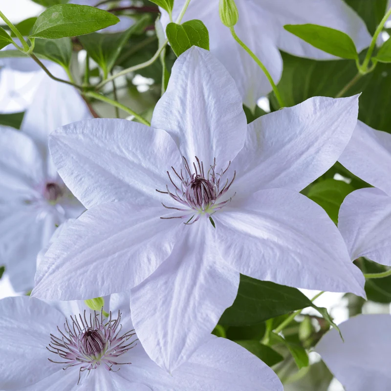 Clematis Double Up kaufen | Masa + Bernadine – Topf Ø 23 cm