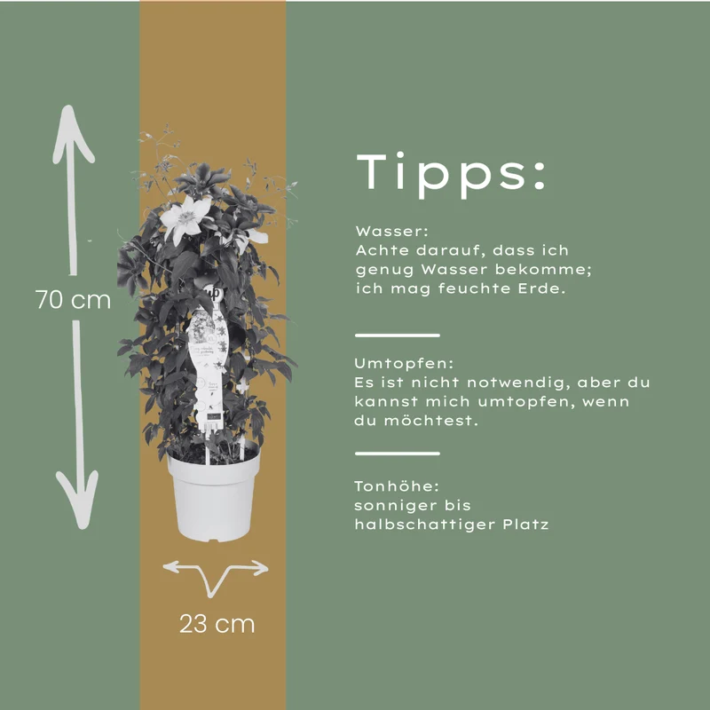 Clematis Double Up kaufen | Masa + Bernadine – Topf Ø 23 cm