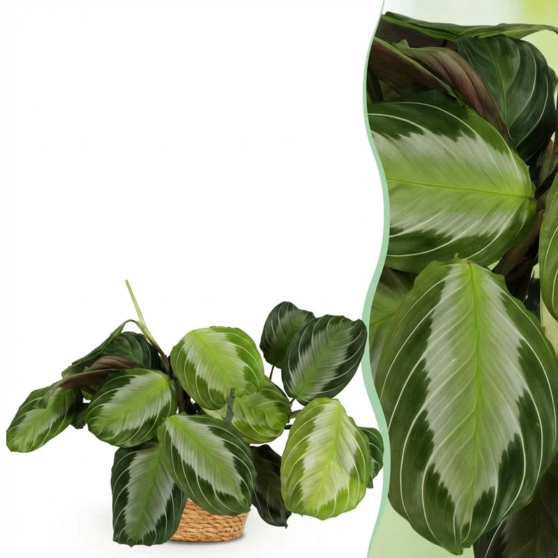 Maranta Silverband kaufen | Gebetspflanze – Topf Ø 12 cm