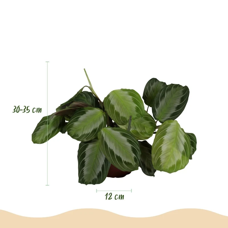 Maranta Silverband kaufen | Gebetspflanze – Topf Ø 12 cm
