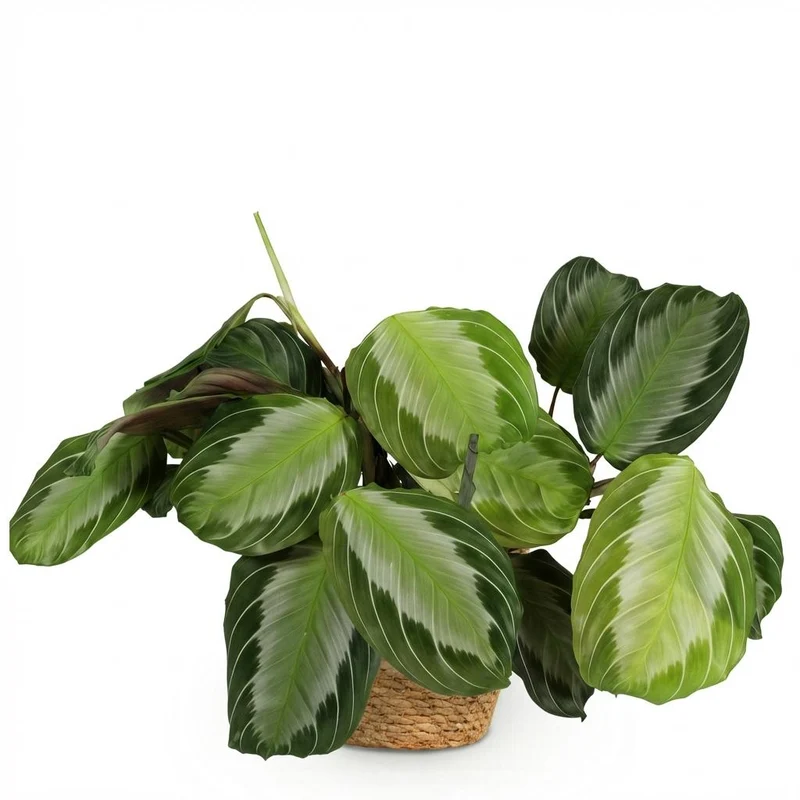 Maranta Silverband kaufen | Gebetspflanze – Topf Ø 12 cm