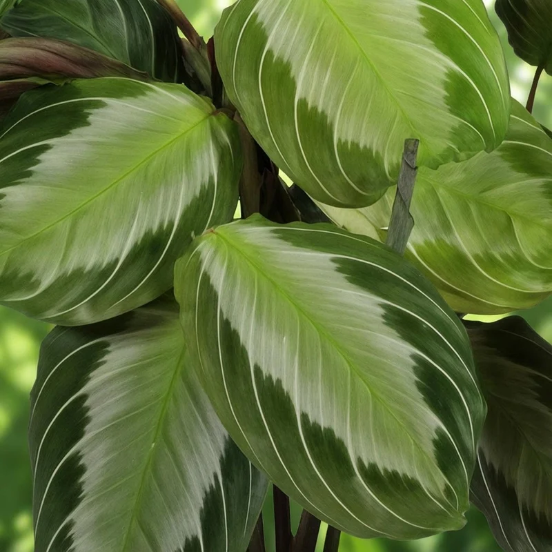 Maranta Silverband kaufen | Gebetspflanze – Topf Ø 12 cm
