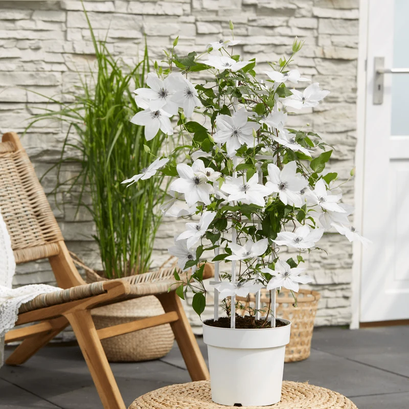 Clematis Garland Tsukiko kaufen | Kletterpflanze – Topf Ø 23 cm