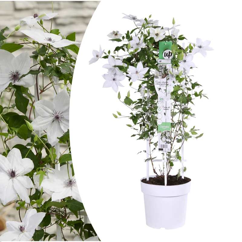 Clematis Garland Tsukiko kaufen | Kletterpflanze – Topf Ø 23 cm
