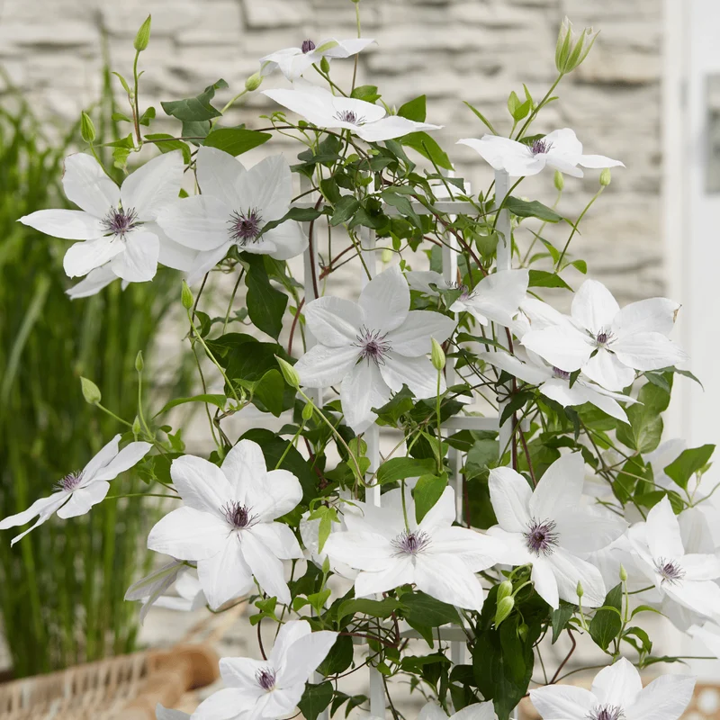 Clematis Garland Tsukiko kaufen | Kletterpflanze – Topf Ø 23 cm