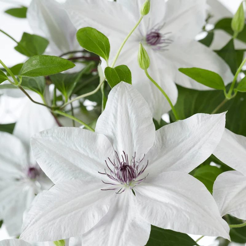 Clematis Garland Tsukiko kaufen | Kletterpflanze – Topf Ø 23 cm