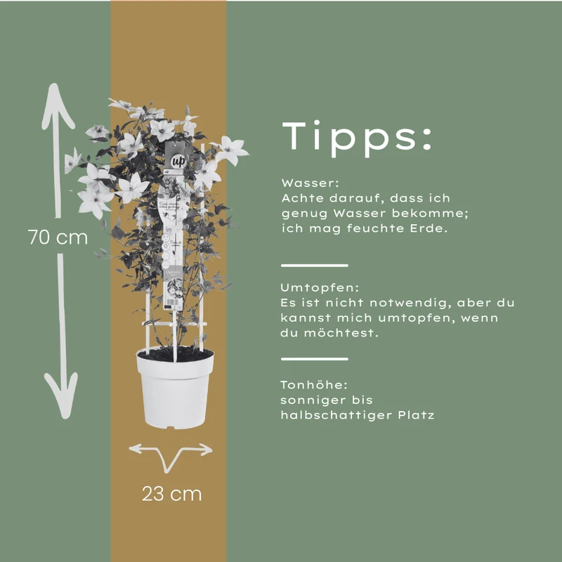Clematis Garland Tsukiko kaufen | Kletterpflanze – Topf Ø 23 cm