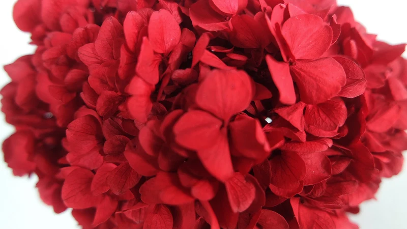 Konservierte Hortensie Kiara - 1 Kopf - Vibrant red