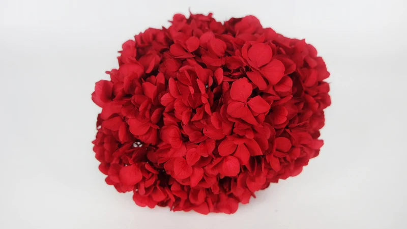 Konservierte Hortensie Kiara - 1 Kopf - Vibrant red