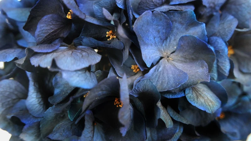 Konservierte Hortensie - 1 Kopf - Saphirblau