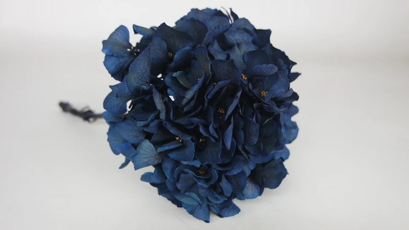 Konservierte Hortensie - 1 Kopf - Saphirblau