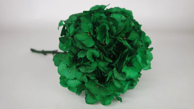 Konservierte Hortensie - 1 Kopf - Emerald Grün